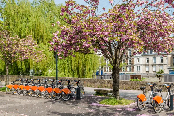 kiraz çiçekleri ve Bisiklet Park, Nantes, Fransa