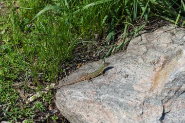 Kertenkele. Dnieper. Ukrayna. 