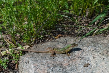 Kertenkele. Dnieper. Ukrayna. 
