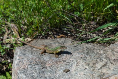 Kertenkele. Dnieper. Ukrayna. 
