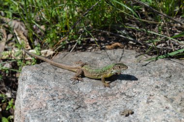 Kertenkele. Dnieper. Ukrayna. 