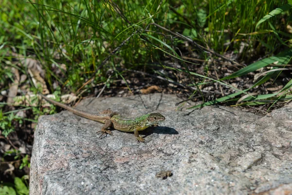 Kertenkele. Dnieper. Ukrayna. 