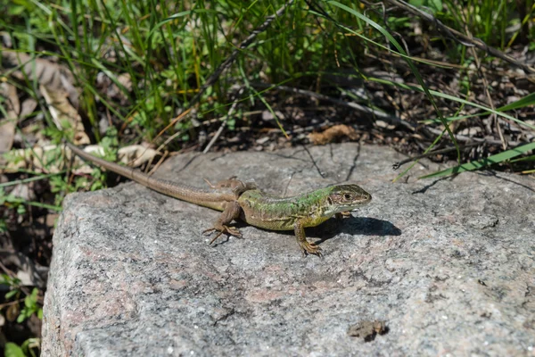 Kertenkele. Dnieper. Ukrayna. 