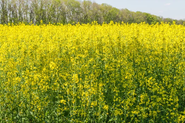 Un champ de fleurs. Ukraine . — Photo