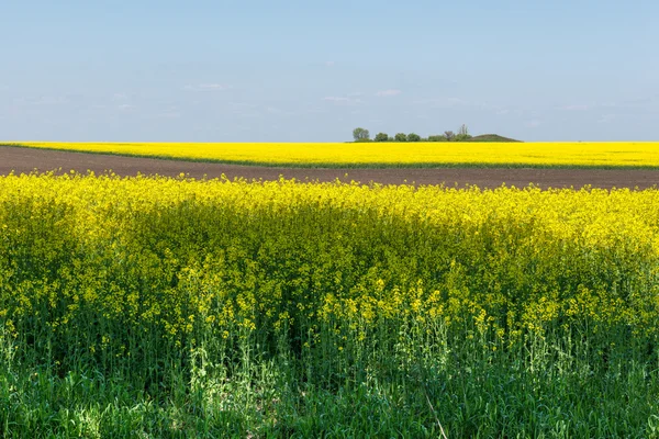 Un champ de fleurs. Ukraine . — Photo