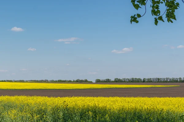 Un champ de fleurs. Ukraine . — Photo