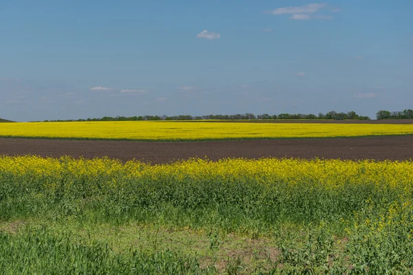 Un champ de fleurs. Ukraine . — Photo