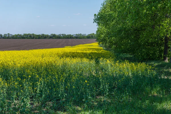 Ein Blumenfeld. Ukraine. — Stockfoto