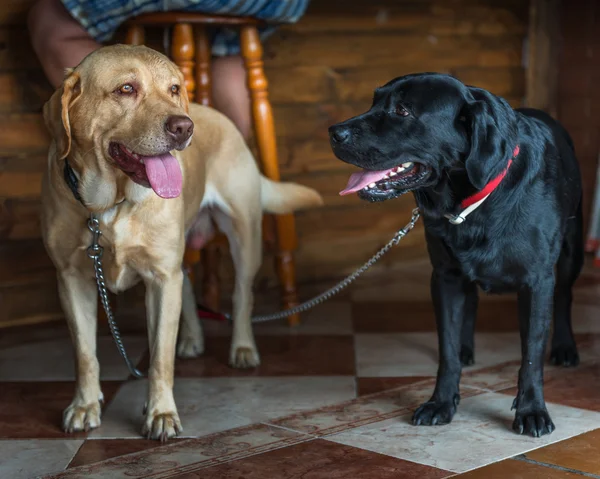 İki köpek. Labrador'un.