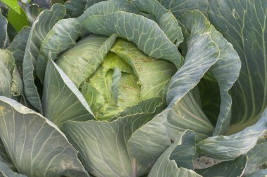 Lahana bahçesinde büyüyor. Ukrayna.