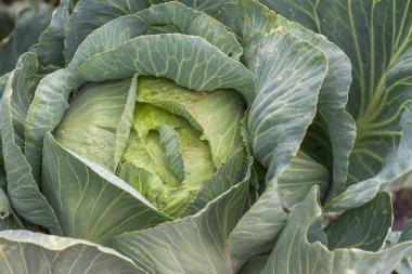 Lahana bahçesinde büyüyor. Ukrayna.