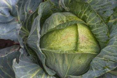 Lahana bahçesinde büyüyor. Ukrayna.