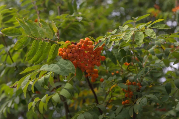 Frutos de cinza de montanha. Ucrânia . — Fotografia de Stock