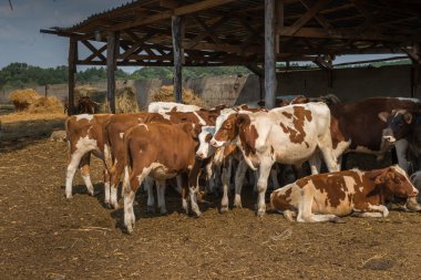 Ukrayna bir çiftlikte inekler. 