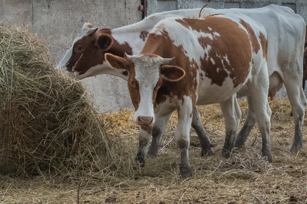 Cows on a farm  Ukraine. — Stock Photo, Image