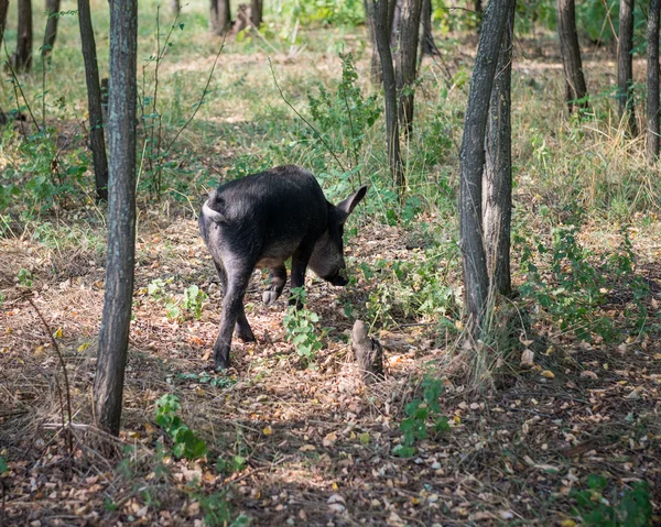 Jabalí corriendo. Ucrania . —  Fotos de Stock