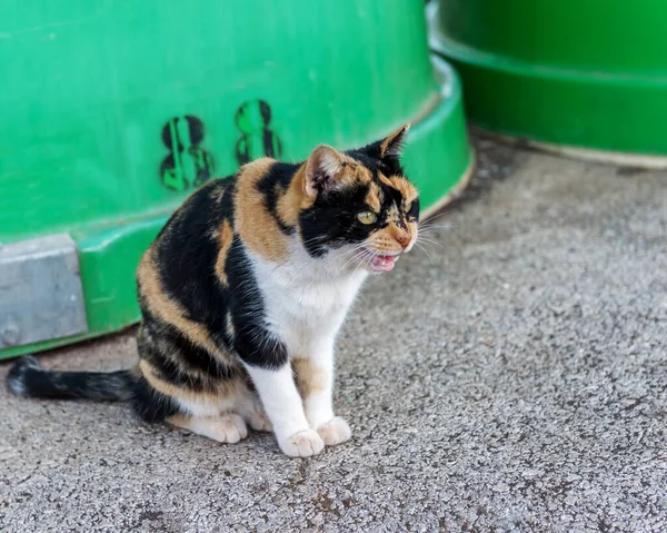 Trojbarevná Kočka Bez Domova Vypadá Ostražitě — Stock fotografie