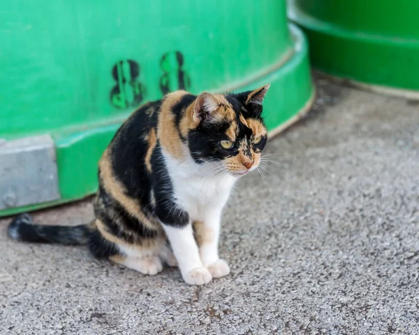 Trojbarevná Kočka Bez Domova Vypadá Ostražitě — Stock fotografie