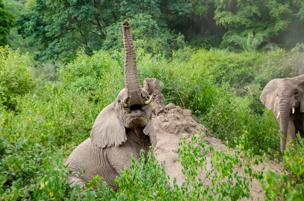 Elefante Bebé Bosque Zanzíbar Tanzania África —  Fotos de Stock