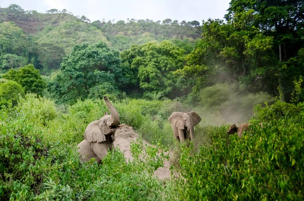 Los Elefantes Nadan Arena Tanzania —  Fotos de Stock