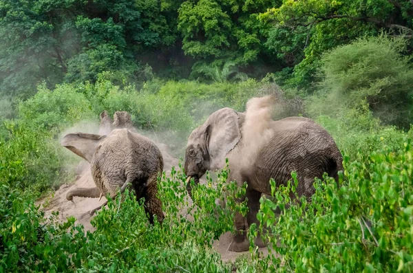 Elephants Swim Sand Tanzania — Stock Photo, Image
