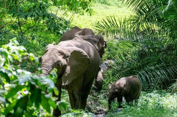Familia Elefantes Bosque Tanzania —  Fotos de Stock