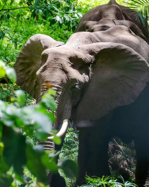 Elefante Bebé Elefante Busca Comida Zanzíbar Tanzania África —  Fotos de Stock