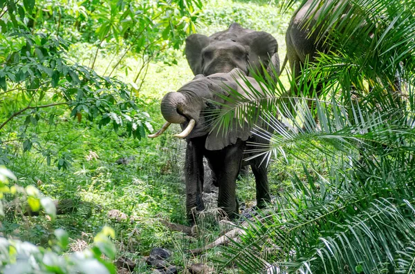 Family Elephants Forest Tanzania — Stock Photo, Image