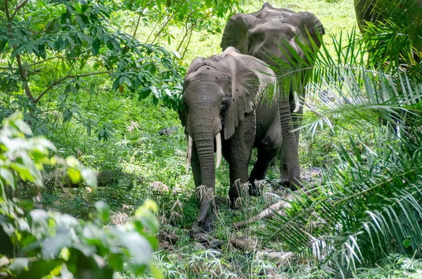 Family Elephants Forest Tanzania — Stock Photo, Image