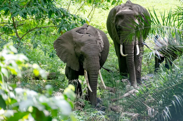 Family Elephants Forest Tanzania — Stock Photo, Image