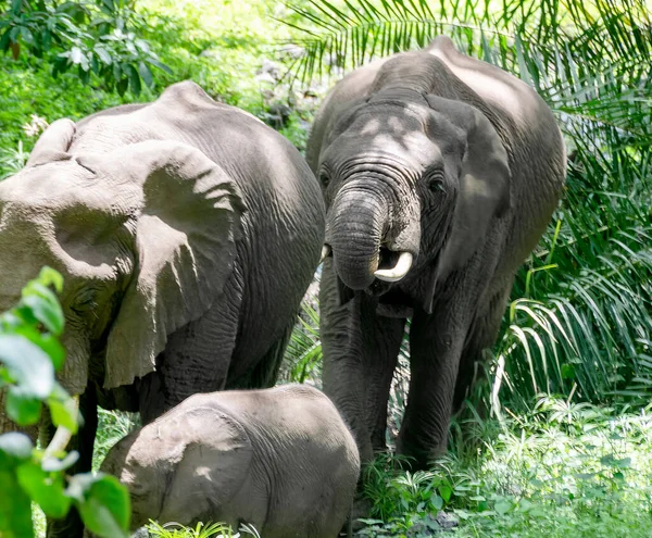 Family Elephants Forest Tanzania — Stock Photo, Image