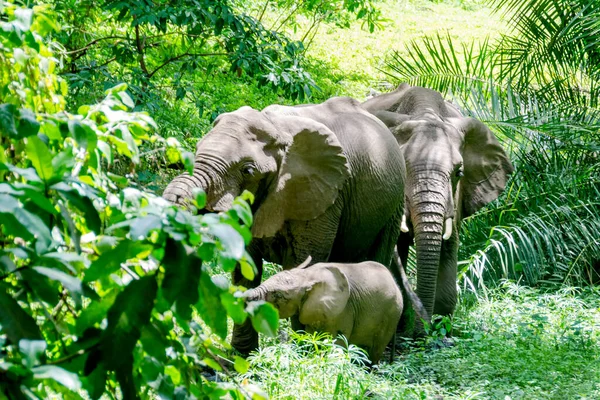 Familia Elefantes Bosque Tanzania —  Fotos de Stock
