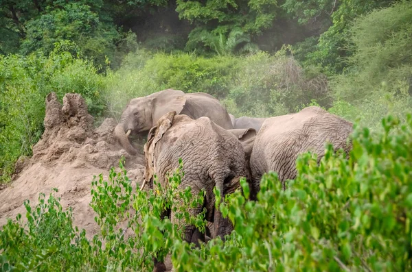Elephants Swim Sand Tanzania — Stock Photo, Image