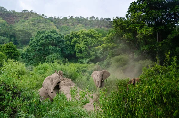 Elephants Swim Sand Tanzania — Stock Photo, Image