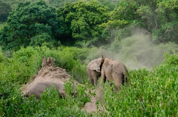 Elephants Swim Sand Tanzania — Stock Photo, Image