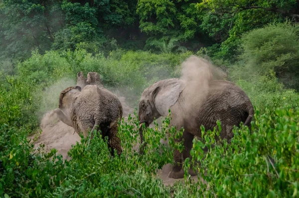 Elefanter Simmar Sanden Tanzania Ordförande — Stockfoto