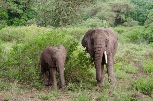 赤ちゃん象と象は食べ物を探しています ザンジバル タンザニア アフリカ ストック写真
