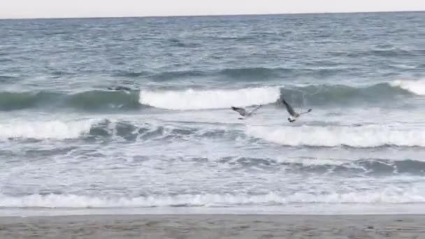 Чайки Ловят Рыбу Море — стоковое видео