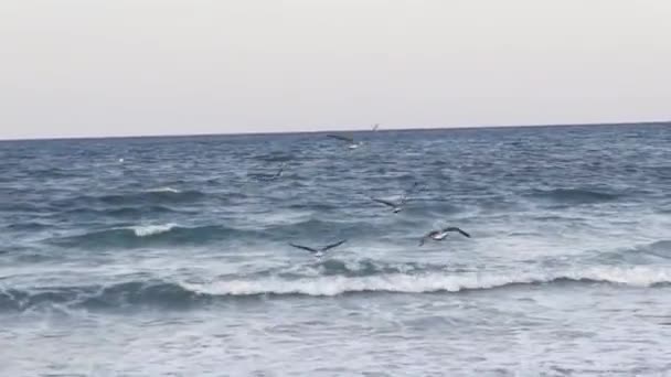 海鸥在海上钓鱼 — 图库视频影像