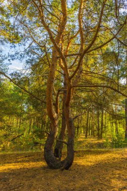Ukrayna doğası. Ekim 2014