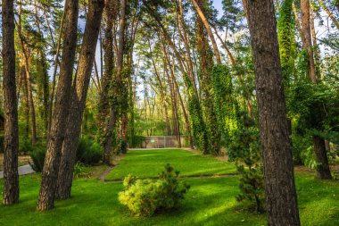 Ukrayna doğası. Ekim 2014