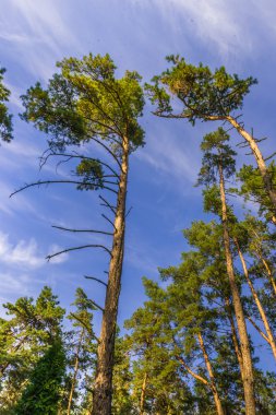 Ukrayna doğası. Ekim 2014