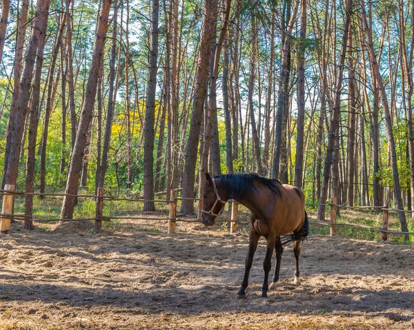 Лошадь, Украина, Днепропетровская область. Октябрь 2014 года . — стоковое фото