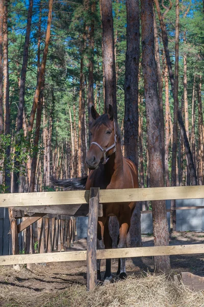 Cavalo, Ucrânia, região de Dnipropetrovsk. Outubro de 2014 . — Fotografia de Stock