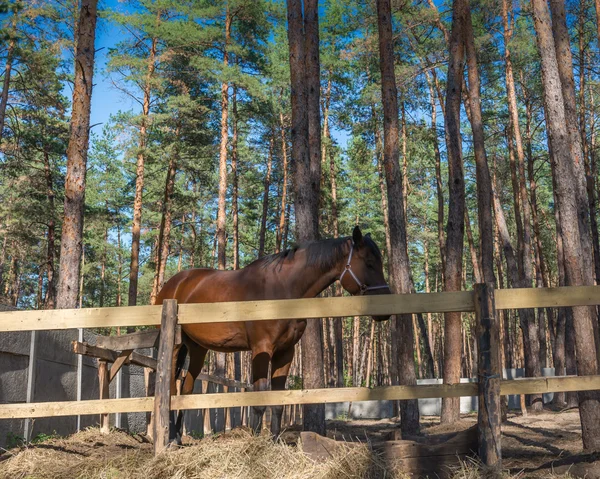 Лошадь, Украина, Днепропетровская область. Октябрь 2014 года . — стоковое фото