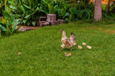 Tavuk ve civciv, Güney Afrika, 30 Kasım 2014.