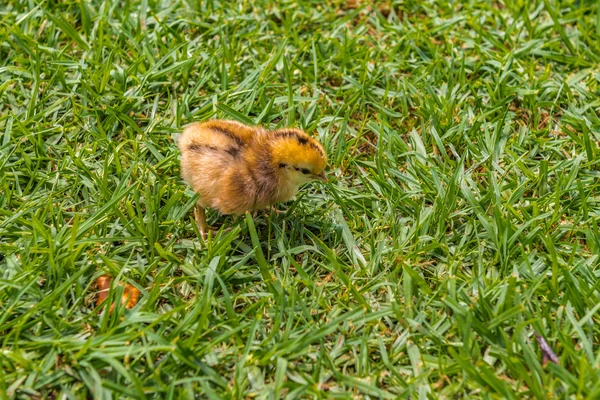 Chick, Afrique du Sud, le 30 novembre 2014 . — Photo