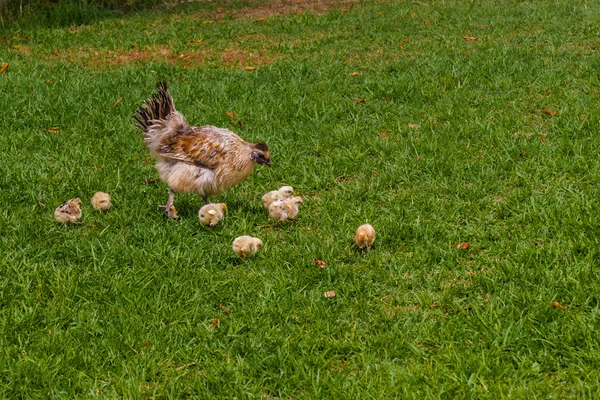 Chicken and chicks, South Africa, November 30, 2014. — Stock Photo, Image