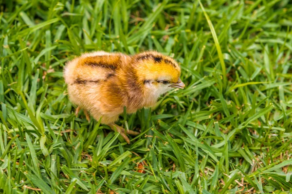 Chick, Zuid-Afrika, 30 November 2014. — Stockfoto