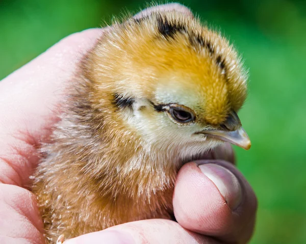 Chick in hand, South Africa, November 30, 2014. — Stock Photo, Image